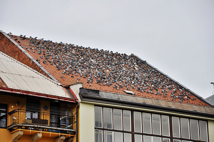 A2B Pest Control are able to install spikes to deter birds from roofs in Elland. 