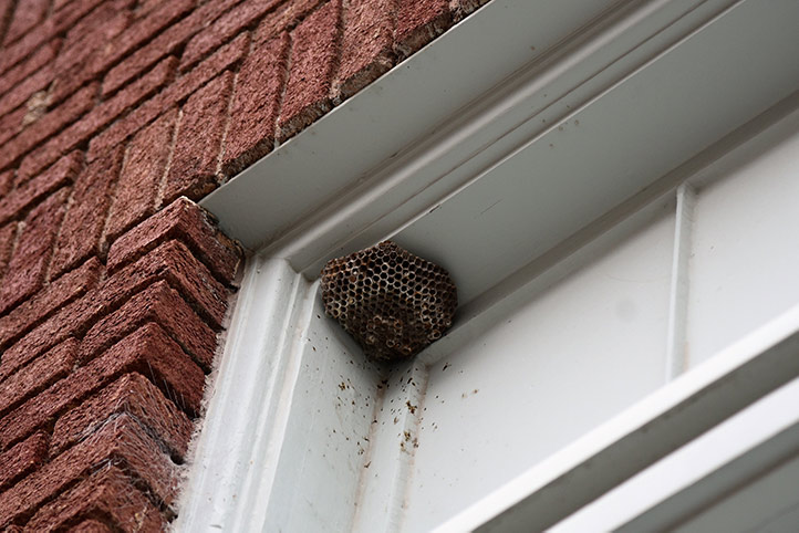 We provide a wasp nest removal service for domestic and commercial properties in Elland.